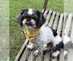 Small Shih Tzu Mix