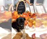 Puppy Tuxedo YorkiePoo