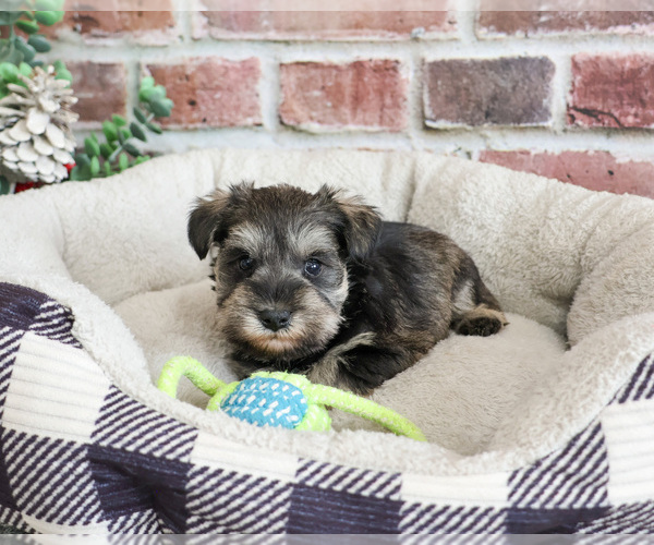 Medium Photo #5 Schnauzer (Miniature) Puppy For Sale in SYRACUSE, IN, USA