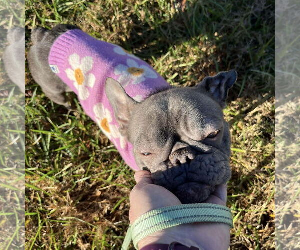 Medium Photo #3 French Bulldog Puppy For Sale in Spring Lake, NC, USA