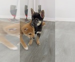Puppy Hiroshi Shiba Inu