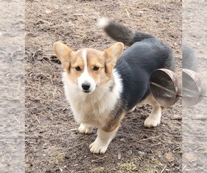 Pembroke Welsh Corgi Puppy for sale in ORLEANS, IN, USA