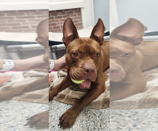 Medium Photo #17 American Staffordshire Terrier-Unknown Mix Puppy For Sale in Sayreville, NJ, NJ, USA