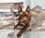 Small #16 American Staffordshire Terrier Mix