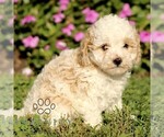 Small #1 Cavapoo