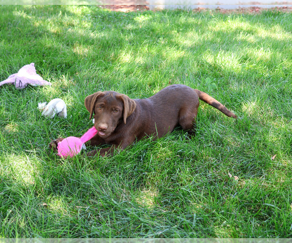 Medium Photo #6 Labrador Retriever Puppy For Sale in SYRACUSE, IN, USA