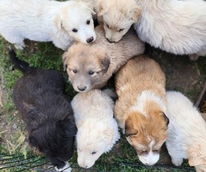 Border Collie-Great Pyrenees Mix Puppy for sale in PRESCOTT, WA, USA