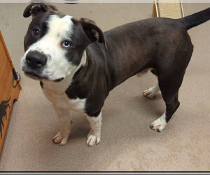 Mutt Dogs for adoption in La Porte, IN, USA