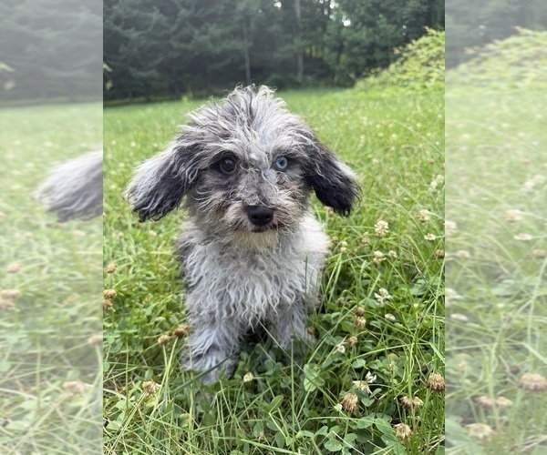 Medium Photo #36 Cavapoo (Miniature) Puppy For Sale in DURHAM, CT, USA