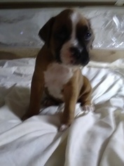 Boxer Puppy for sale in APACHE JUNCTION, AZ, USA