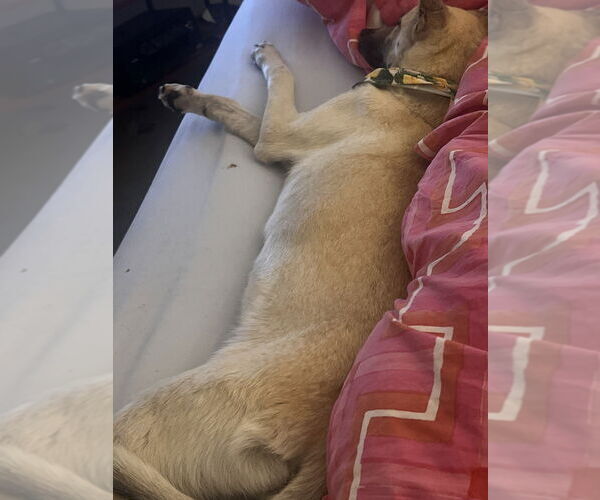 Medium Photo #3 Mutt Puppy For Sale in Imlay City, MI, USA