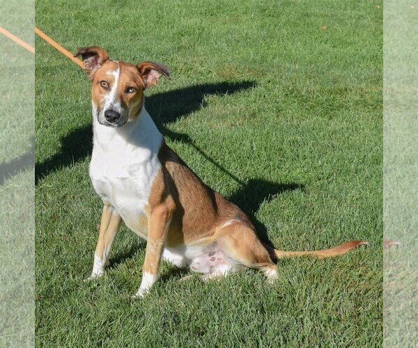 Medium Photo #6 Collie-Greyhound Mix Puppy For Sale in Huntley, IL, USA