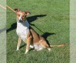 Small Photo #6 Collie-Greyhound Mix Puppy For Sale in Huntley, IL, USA