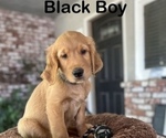 Small #3 Golden Retriever