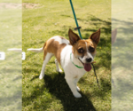 Small #1 Chi-Corgi