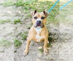 Small #4 American Pit Bull Terrier