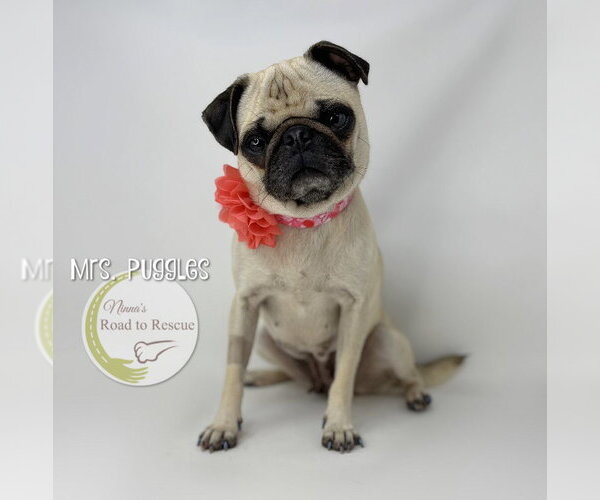 Medium Photo #3 Pug Puppy For Sale in Benton, LA, USA