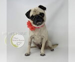 Small #2 Pug