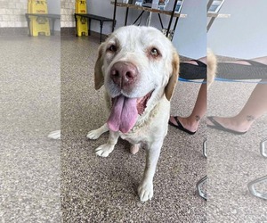 Franklin - Male Labrador Retriever Dog for Adoption - Photo #12
