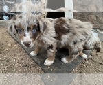 Small #16 Australian Shepherd