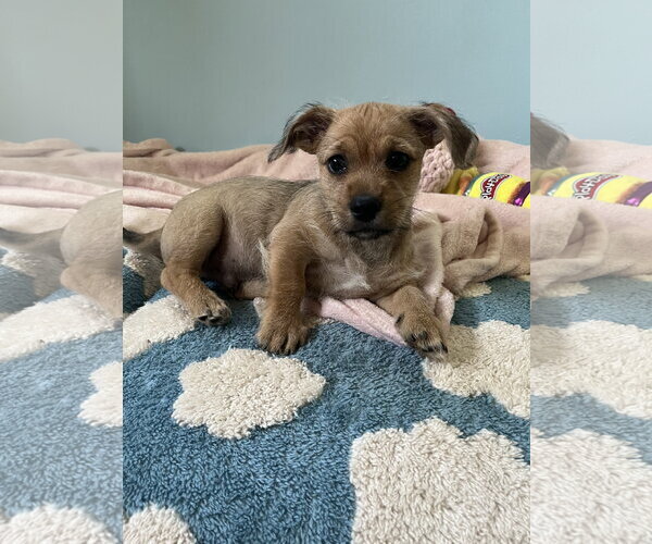Medium Photo #4 Chiweenie Puppy For Sale in Milwaukie, OR, USA