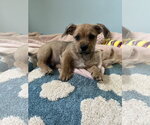 Small #3 Chiweenie