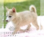 Small #2 Pomsky