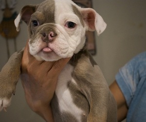 English Bulldog Puppy for sale in ORANGE, CA, USA