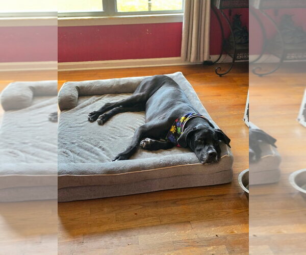 Medium Photo #6 Great Dane Puppy For Sale in Bullard, TX, USA