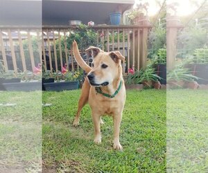 Lemon - Female Chow Chow-Unknown Mix Dog for Adoption - Photo #2