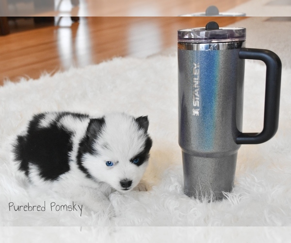 Medium Photo #5 Pomsky Puppy For Sale in KANSAS CITY, MO, USA