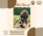 Small #4 Bernedoodle