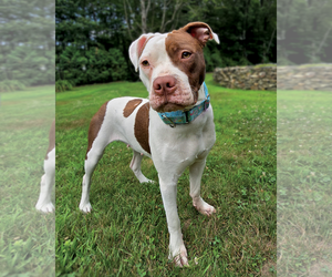 American Pit Bull Terrier Dogs for adoption in Westminster, MA, USA