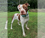 Small Photo #4  Puppy For Sale in , 