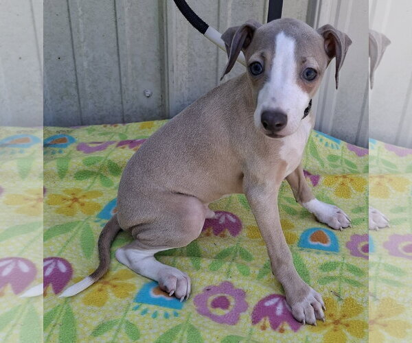 Medium Photo #2 Italian Greyhound Puppy For Sale in Mountain View, MO, USA