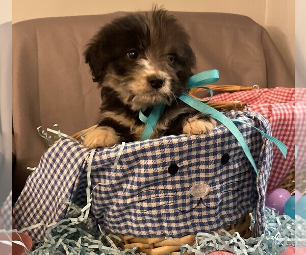 Medium Photo #1 Aussiedoodle Puppy For Sale in MIDDLETOWN, OH, USA