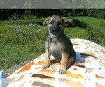Small #1 German Shepherd Dog