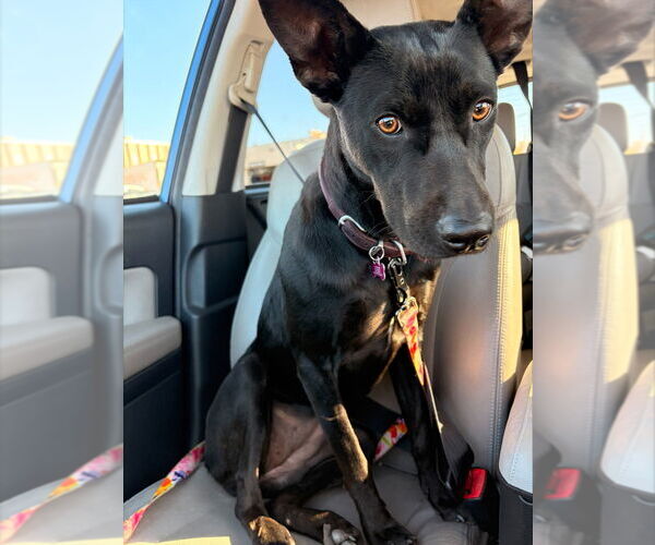 Medium Photo #2 Labrador Retriever-Unknown Mix Puppy For Sale in Lakewood, CO, USA