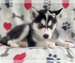 Small Photo #7 Siberian Husky Puppy For Sale in LAKELAND, FL, USA