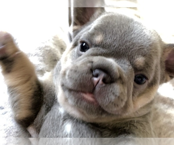 Medium Photo #1 French Bulldog Puppy For Sale in APTOS, CA, USA