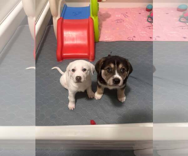 Medium Photo #11 Great Pyrenees-Unknown Mix Puppy For Sale in Houston, TX, USA