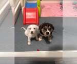 Small #10 Great Pyrenees Mix
