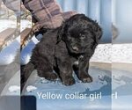 Puppy Puppy 7 Bernefie (pronounced burn-ah-fee)