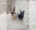 Small #3 German Shepherd Dog Mix
