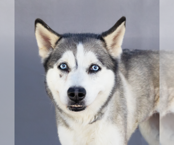 Medium Photo #1 Siberian Husky Puppy For Sale in Pasadena, CA, USA