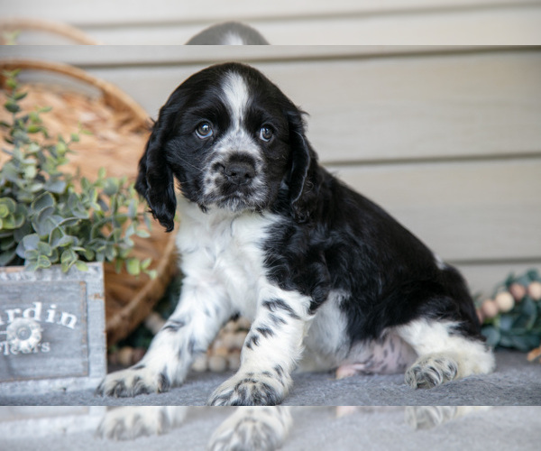 Medium Photo #3 Cocker Spaniel Puppy For Sale in SEAMAN, OH, USA