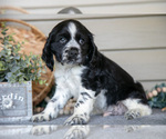 Small #2 Cocker Spaniel