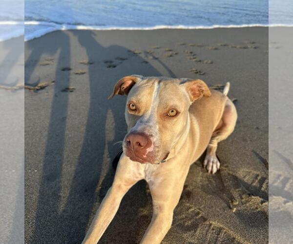 Medium Photo #4 American Staffordshire Terrier Puppy For Sale in Fort Pierce, FL, USA