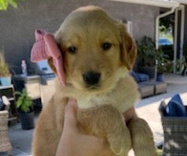 Full screen Photo #2 Golden Retriever Puppy For Sale in MODESTO, CA, USA
