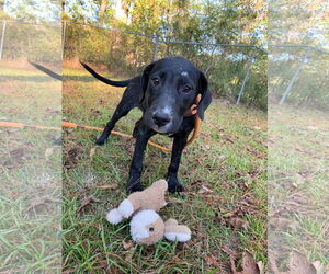 Labrador Retriever-Unknown Mix Dogs for adoption in Ridgefield, CT, USA